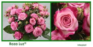 ROSE BR. ROSA LUZ 40